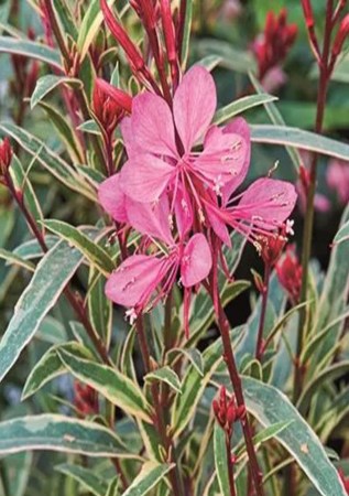 ГАУРА Ліндхеймера Variegata